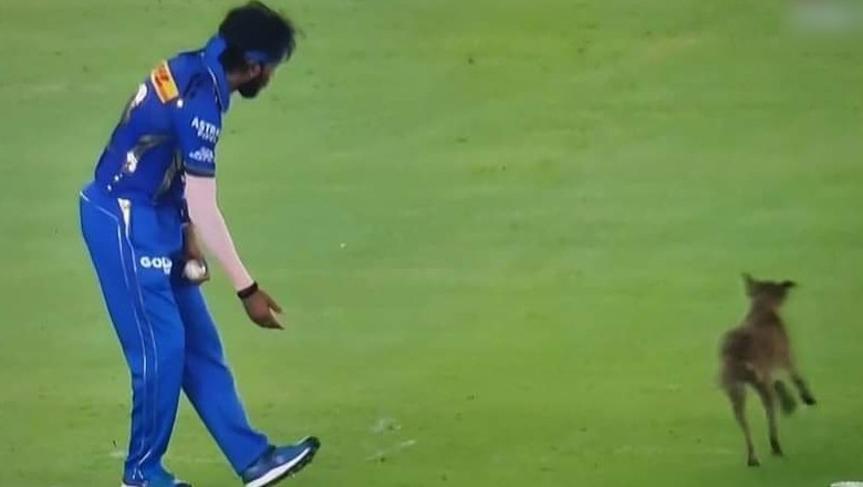 Dog invades ground during IPL match in India