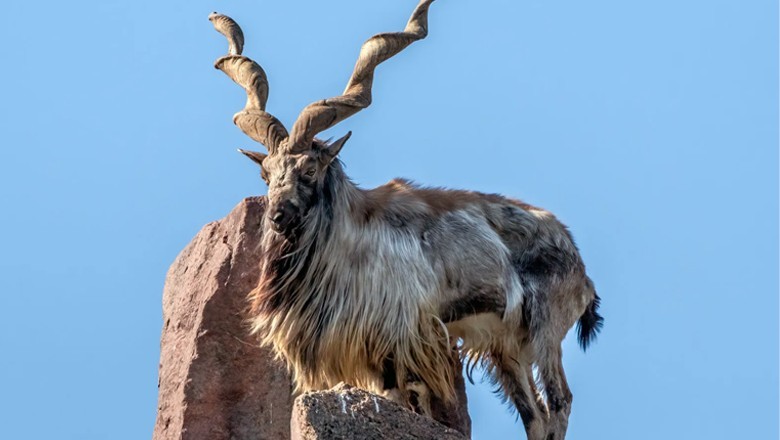 Two locals jailed for illegal markhor hunting in GB