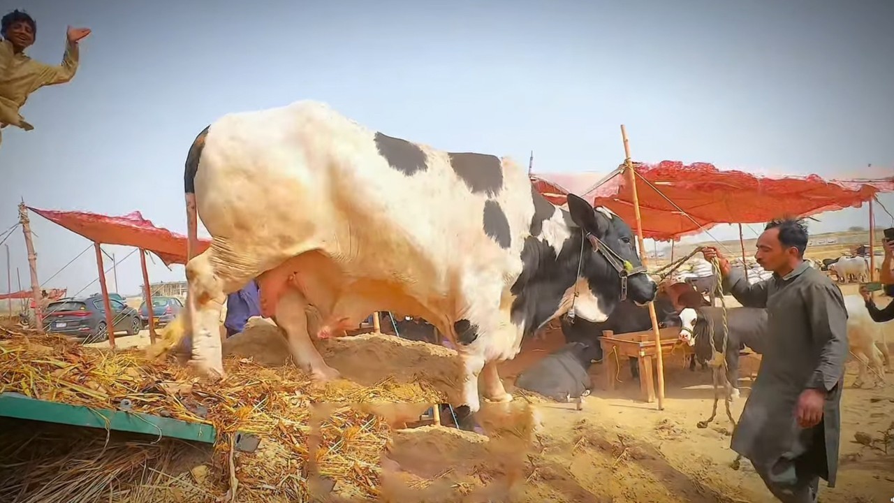 Largest cattle market in Karachi to open at Northern Bypass today