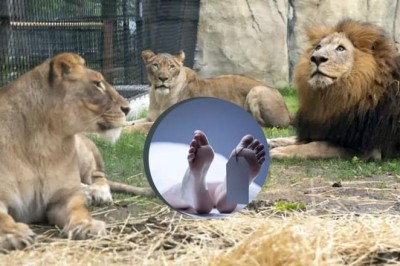 Man mauled to death after falling inside lions' enclosure at Bahawalpur Zoo