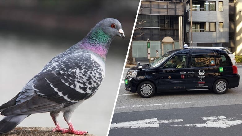 Taxi driver arrested for killing pigeon in Japan