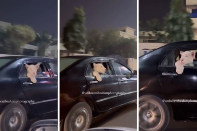 Video of lion cub sitting in backseat of car goes viral