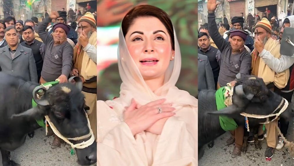Maryam Nawaz gifted buffalo during public rally in PP-159