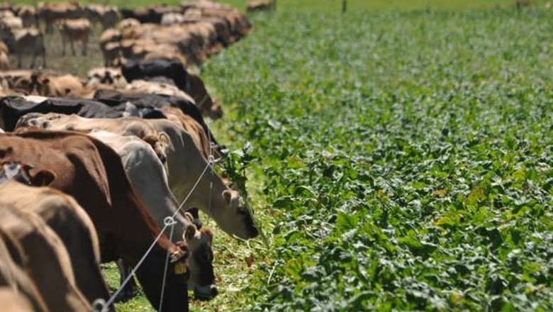 Army-backed SIFC signs agreement with Saudi Arabia to cultivate 5,000 acres of cattle fodder