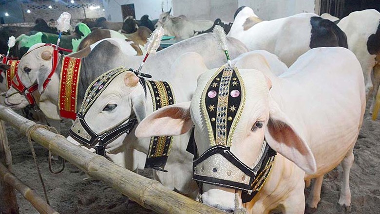 Five sacrificial animals worth over Rs3.5 million looted in Karachi
