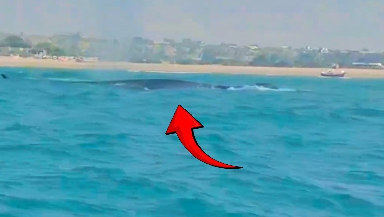 Rare whale sighted in Balochistan's Gadani coast