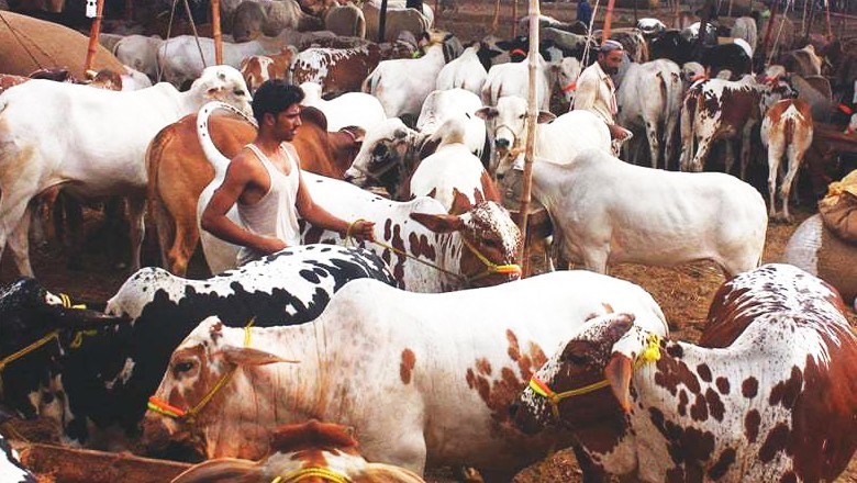 Pakistan can earn Rs100 billion through livestock export to Saudi Arabia