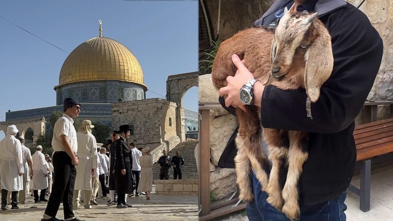 Israelis attempt to sacrifice goats at Al-Aqsa compound: report