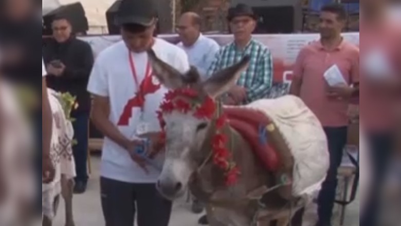 'Shah Rukh Khan' wins donkey beauty pageant in Morocco