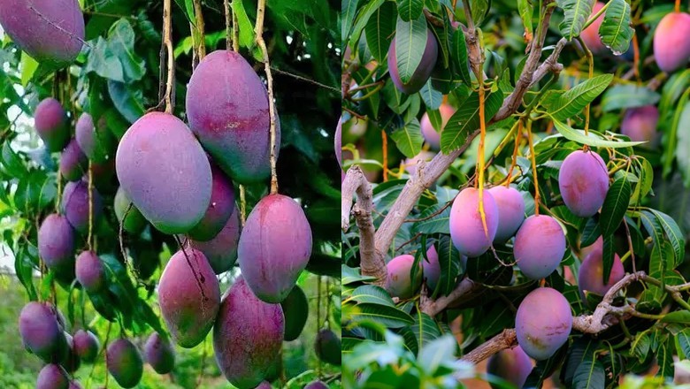 Karachi farmer breaks new ground with Rs300,000 per kg Miyazaki Mango cultivation
