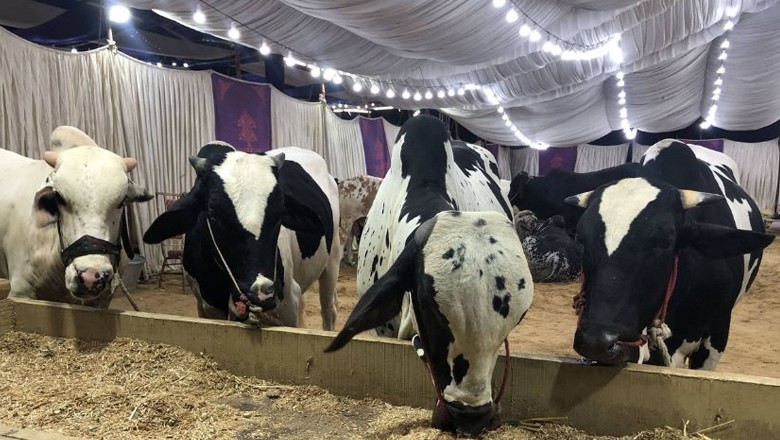 Cattle buyers can now pay for their sacrificial animals via QR code in Pakistan