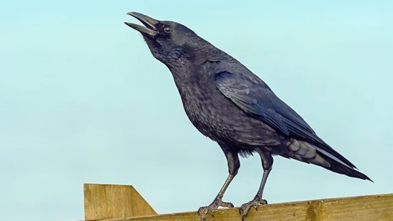 Crows can count 'numbers' like humans: research