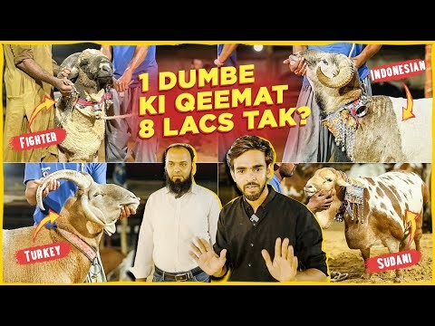 Fighter takes over the Karachi Mandi