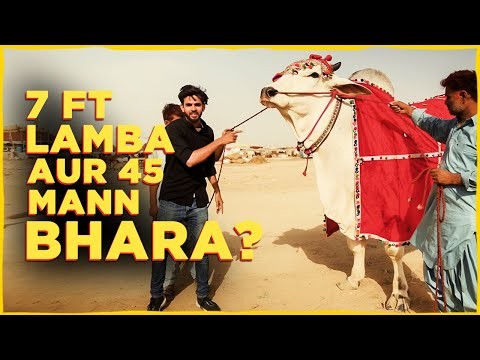 Sibi Mela winner in Karachi's cattle market