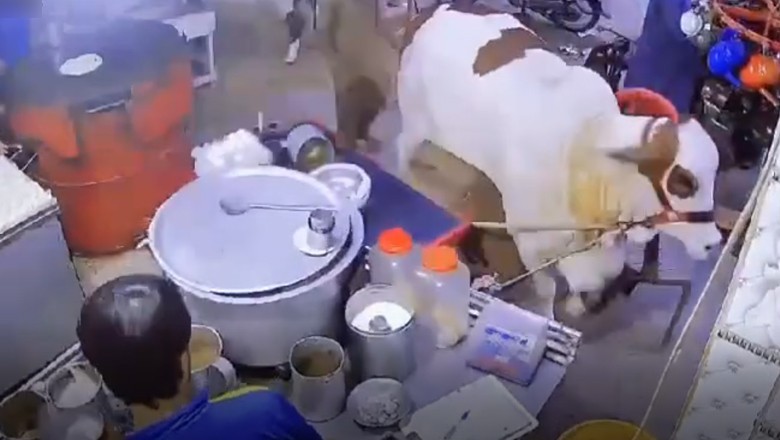 Watch: Furious sacrificial cow enters tea hotel in Karachi