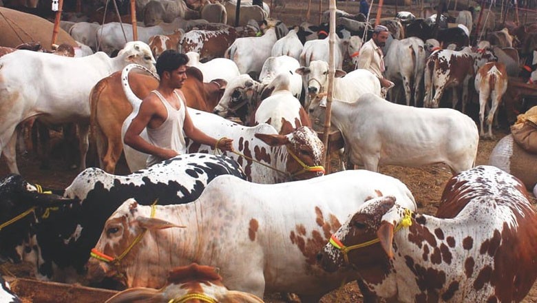 Sacrificial animals prices increased by record 60% this year