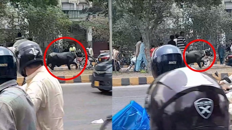 WATCH: Runaway bull causes panic at Karachi's Shahrai-e-Faisal