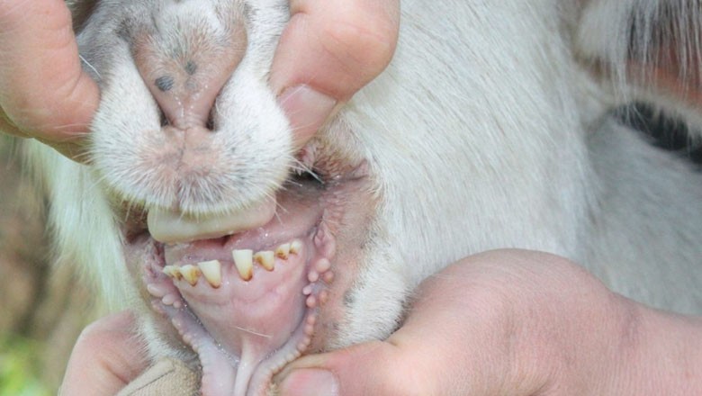 Couple arrested for selling goats with artificial teeth in Karachi