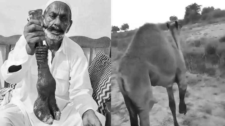 Sanghar feudal lord cuts off camel's leg for mistakenly entering farm