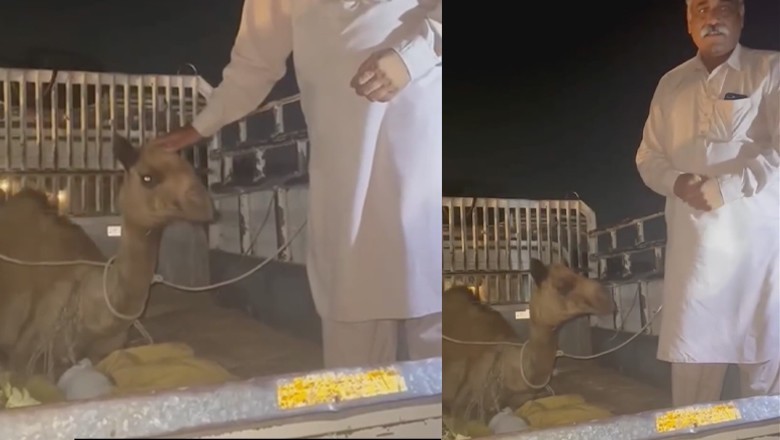 Sanghar camel shifted to Karachi for treatment