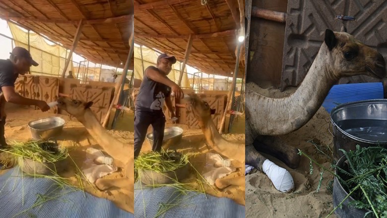 Karachi shelter helps Cammie to regain trust in humans after brutal ordeal