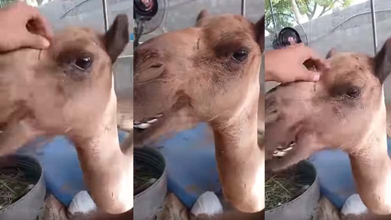 Sanghar camel's health improving at Karachi's shelter home