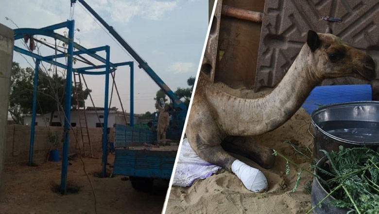 Sanghar camel set to stand up with help of 'support structure'