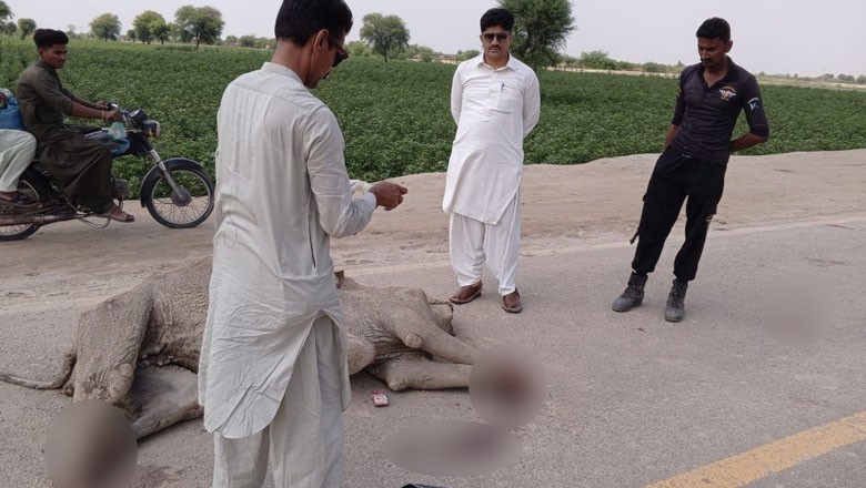 Another camel with all legs chopped off found dead in Sindh
