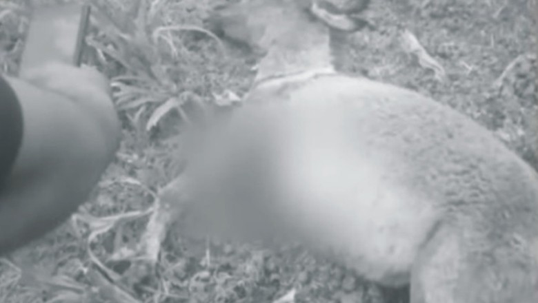 11 people arrested for killing pregnant donkey in Rawalpindi