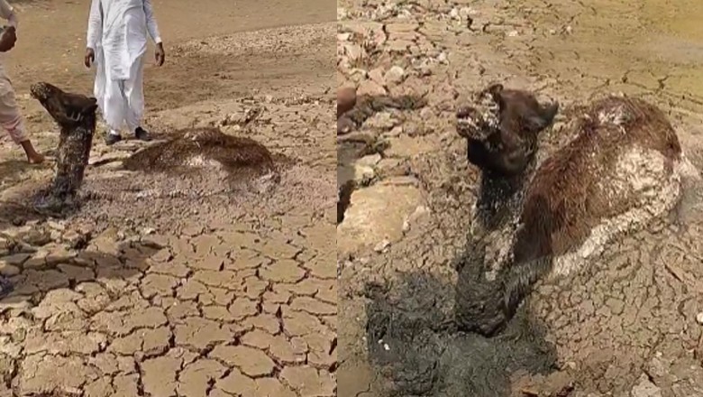 Camel stuck in mud gets rescued by a group of kindhearted people