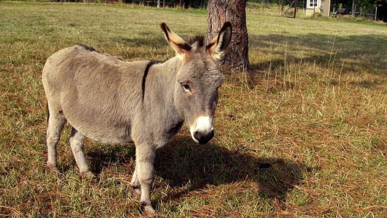 Jhang feudal lord breaks donkey's legs for entering his farm