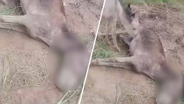 Donkey’s ears chopped off by landlord in Wazirabad