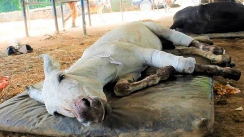 Landlord cuts off donkey's leg for entering his cattle farm in Dadu