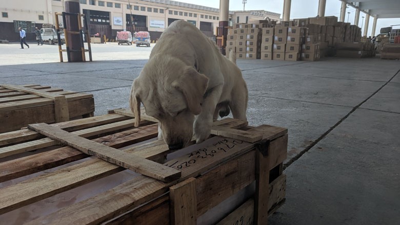 CAA bird shooter 'mistakenly' kills trained ANF dog at Karachi airport