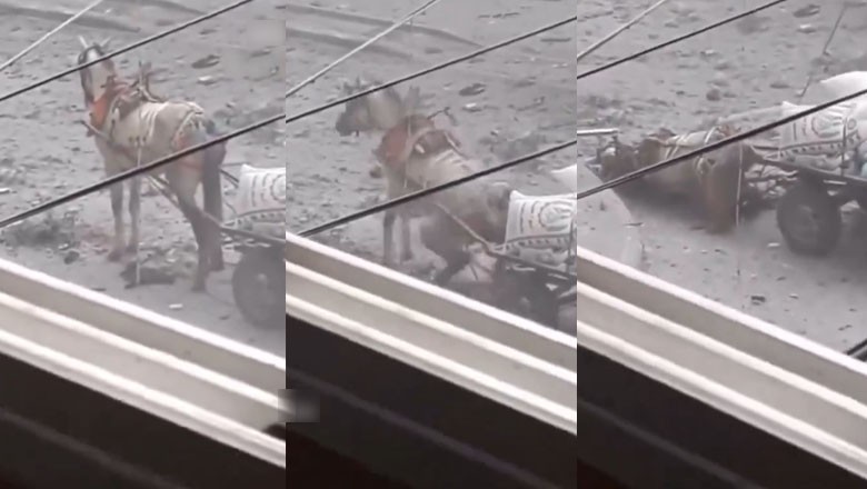 Horse carrying flour bags for Palestinians killed by Israeli snipers in Gaza