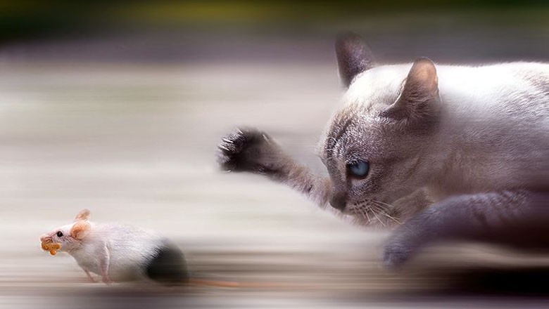 Over Rs1 million approved to purchase cats to combat rat infestation in Parliament House