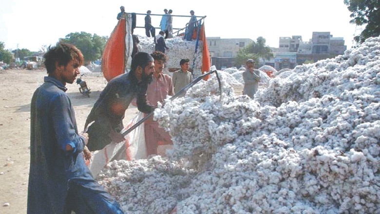 Pakistan's cotton production declines by 60pc