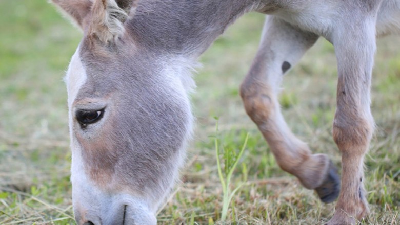 Pattoki landlord chops off donkey’s leg for ‘entering fields’