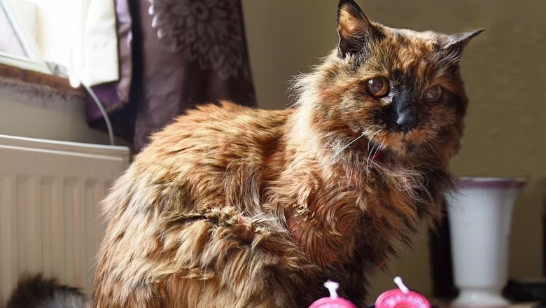 World’s oldest cat ‘Rosie’ passes away at 33