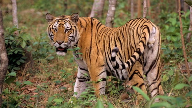 Bird flu outbreak kills dozens of tigers in Vietnam