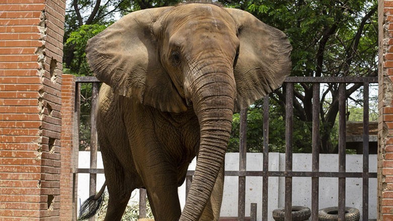 Elephant Madhubala to reunite with sister at Safari Park