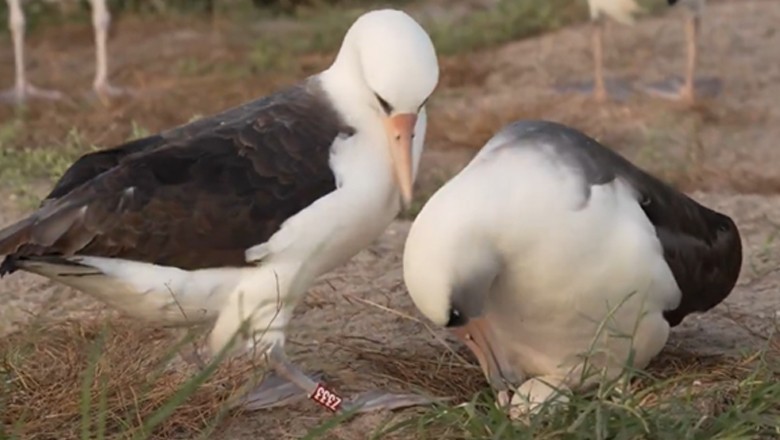 World’s oldest known wild bird lays egg at the age of 74
