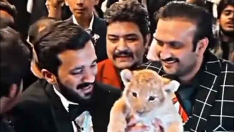 Farm owner says he ‘gifted’ lion cub to Rajab Butt without license