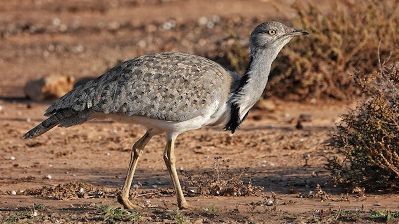 Saudi prince reaches Pakistan for houbara bustard hunting season