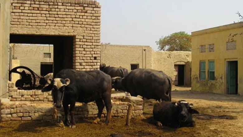Faisalabad woman poisons husband's livestock over domestic dispute