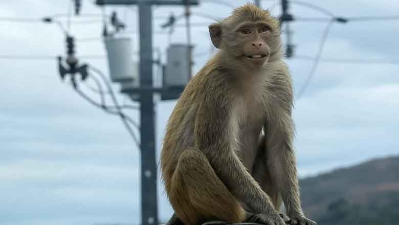 Sri Lanka minister blames monkey for nationwide power outage