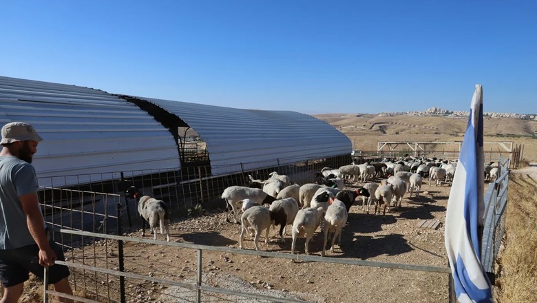 Israeli settlers 'kill' 16 sheep in Occupied West Bank