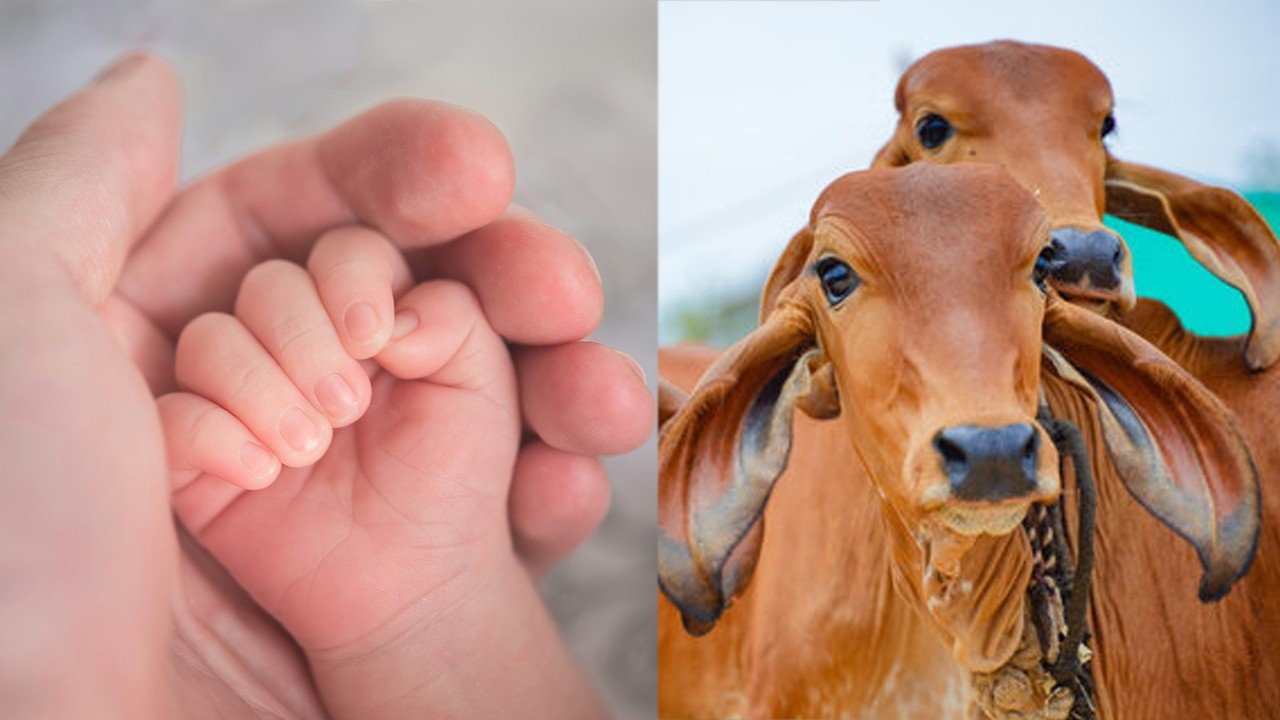 'Cow for boy, Rs 50,000 for girl': Indian lawmaker offers reward for third birth