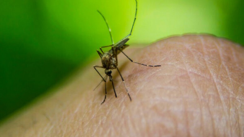 Sindh reports over 6,000 Malaria in just two months