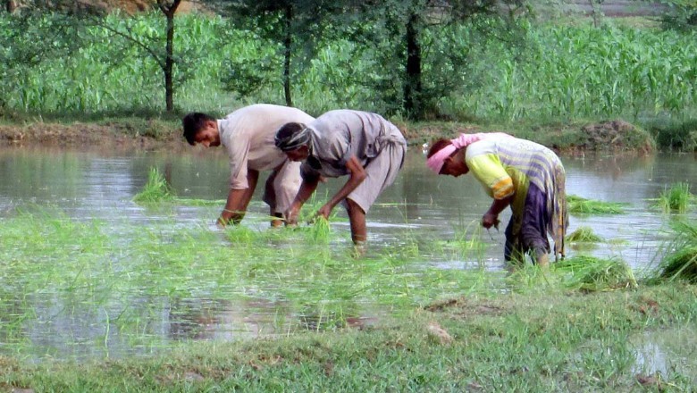 Sindh plans to cultivate low-water crops amid worsening water shortage